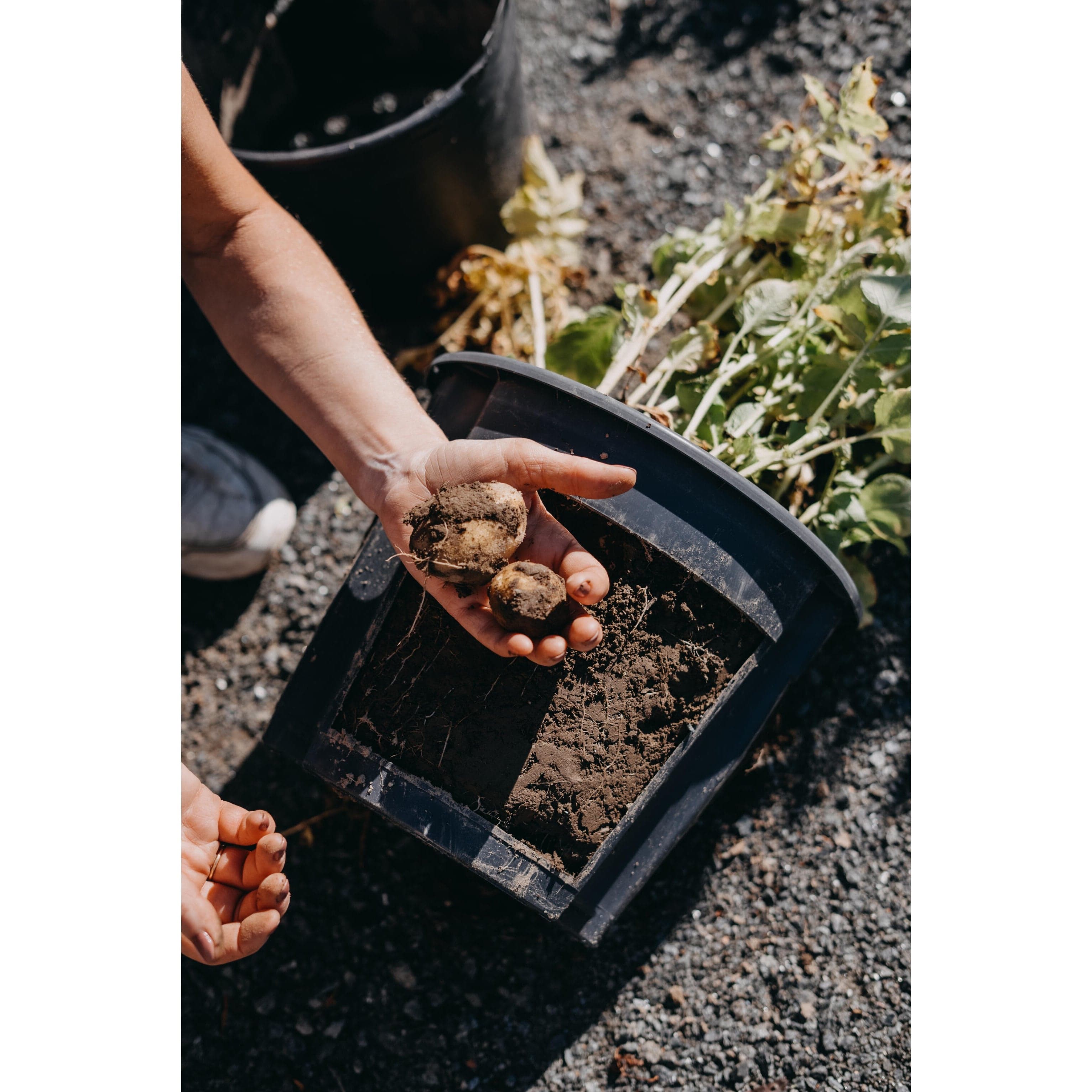 Kartoffelpotte (Ø 30 x 25 cm)